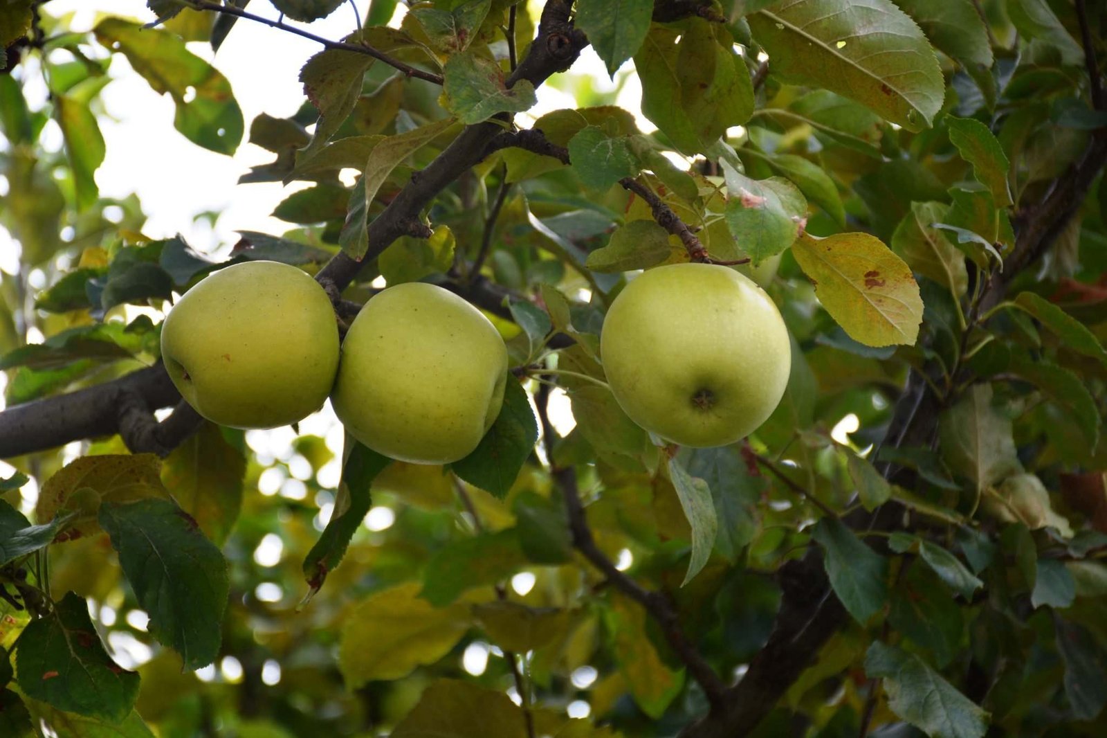Rama de manzano con tres manzanas verdes entre las hojas