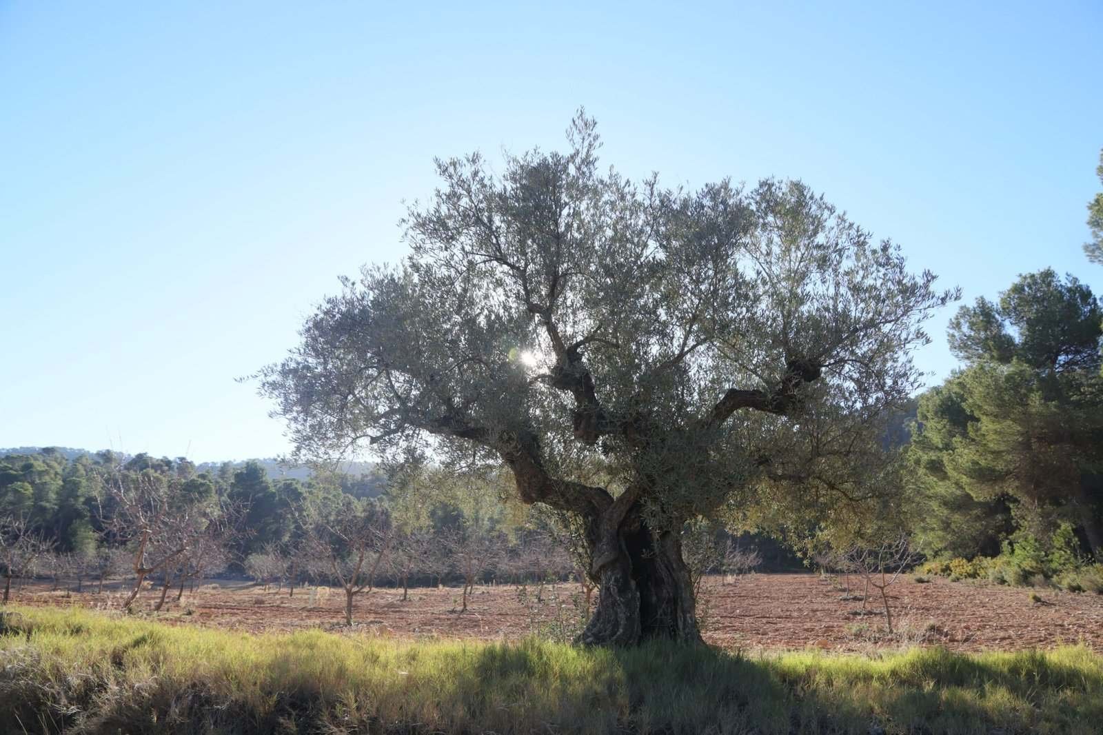 Olivo viejo de tronco ancho y retorcido, a contraluz