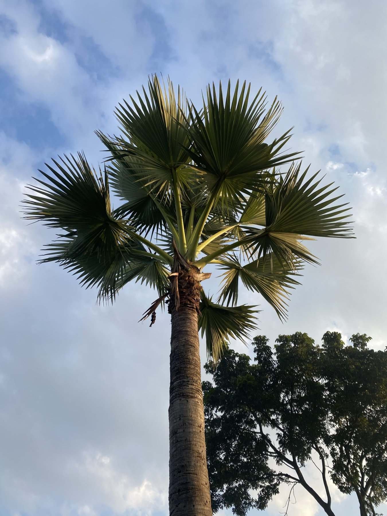 Palmera de hojas en abanico contra un cielo con nubes