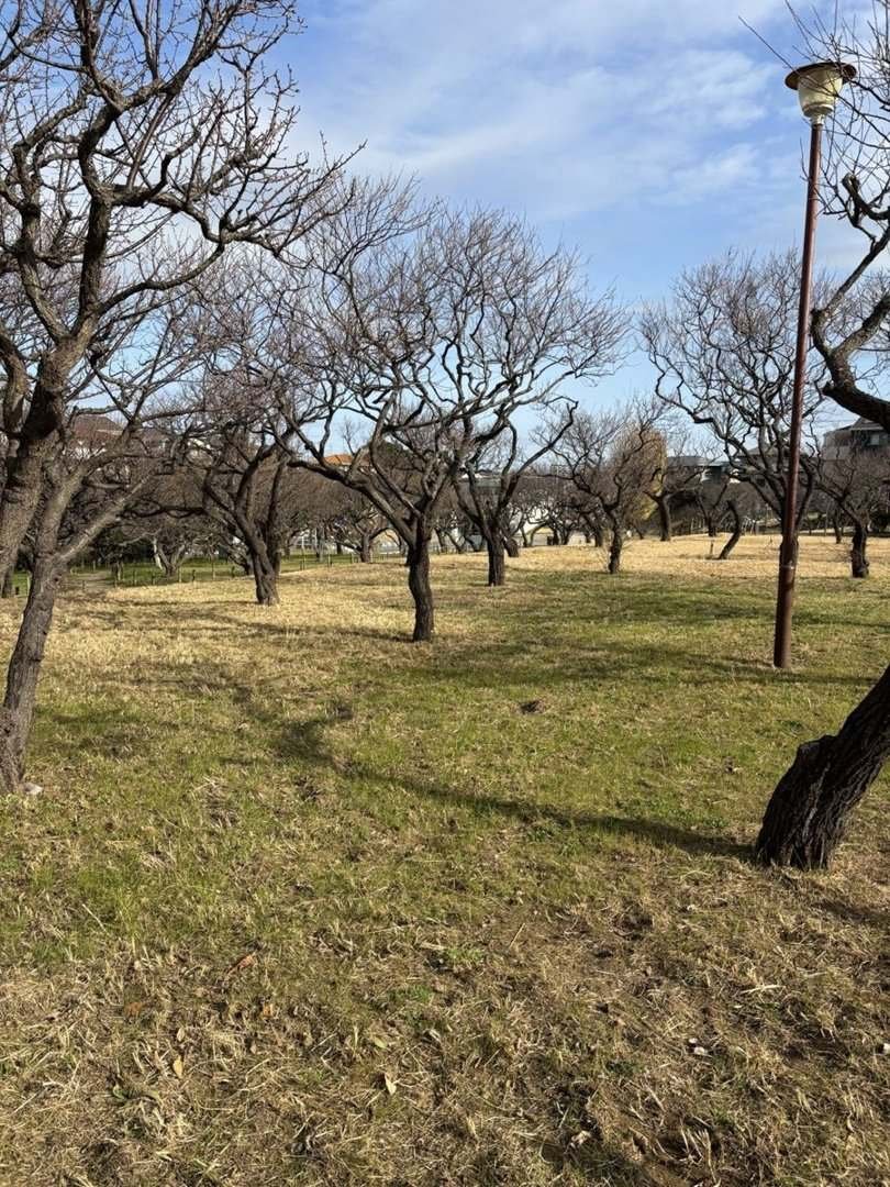 Parcela con pasto seco entre árboles
