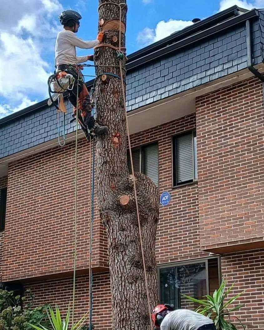 Podador con arnés en lo alto de un pino desmochado junto a una casa, con tramos de tronco cortados en el suelo