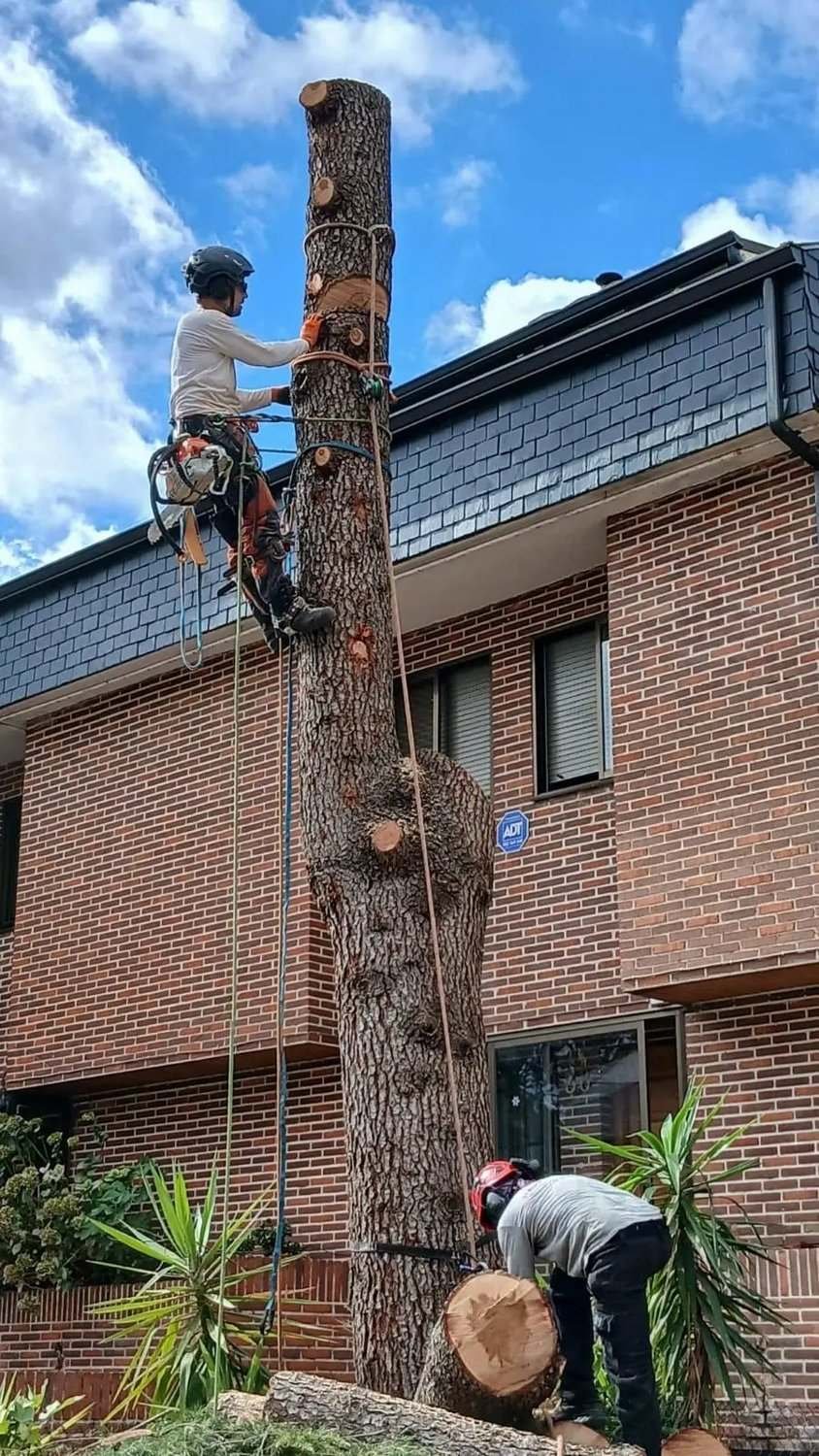 Tala por tramos de un pino junto a una casa