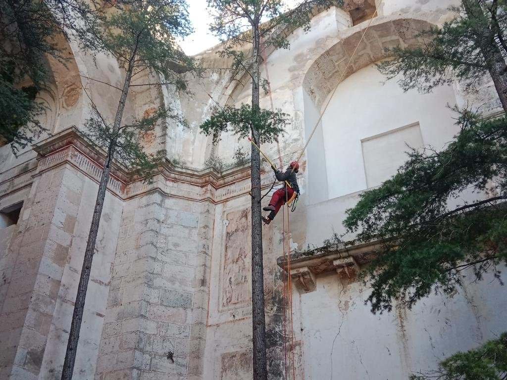 Podador trepando un pino junto a un muro de piedra