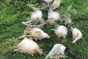 Extracción de nidos de orugas